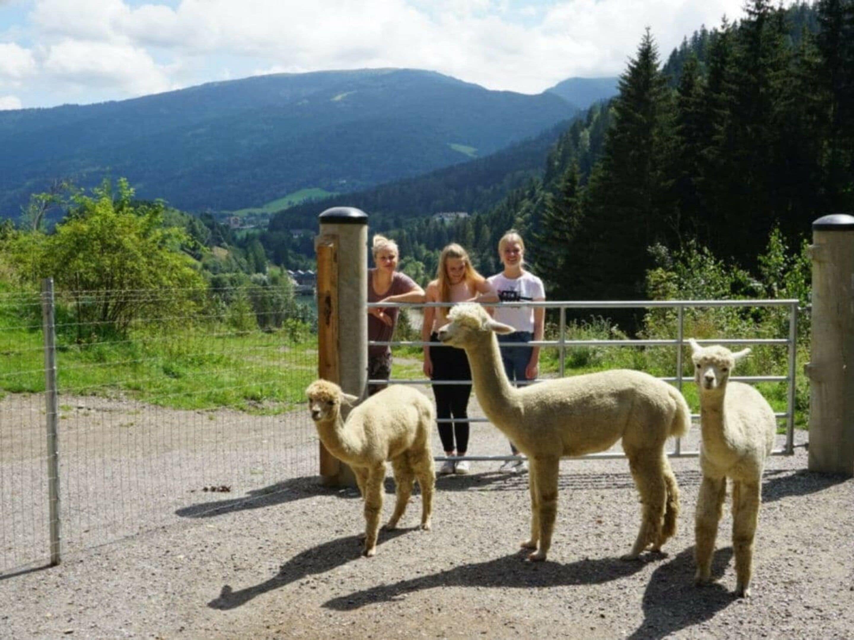 A fenced area with llamas and visitors.