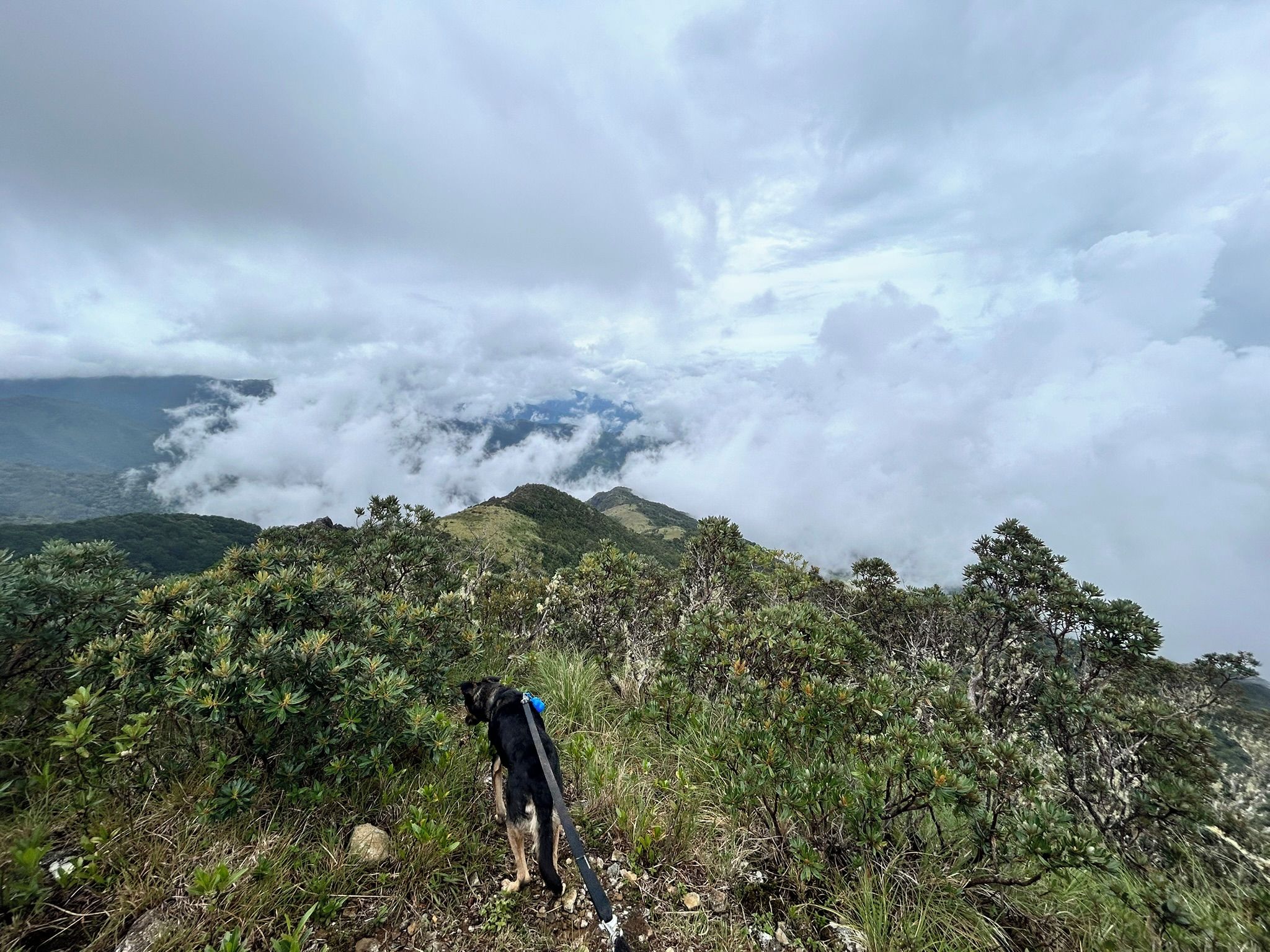 Una persona che fa trekking su un sentiero di montagna, con vegetazione fitta e nuvole in alto.