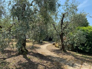 A pathway surrounded by olive trees leading to a stone structure.