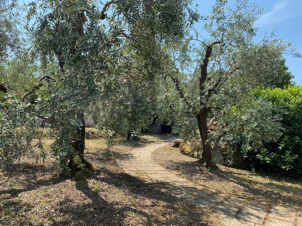 A pathway surrounded by olive trees leading to a stone structure.