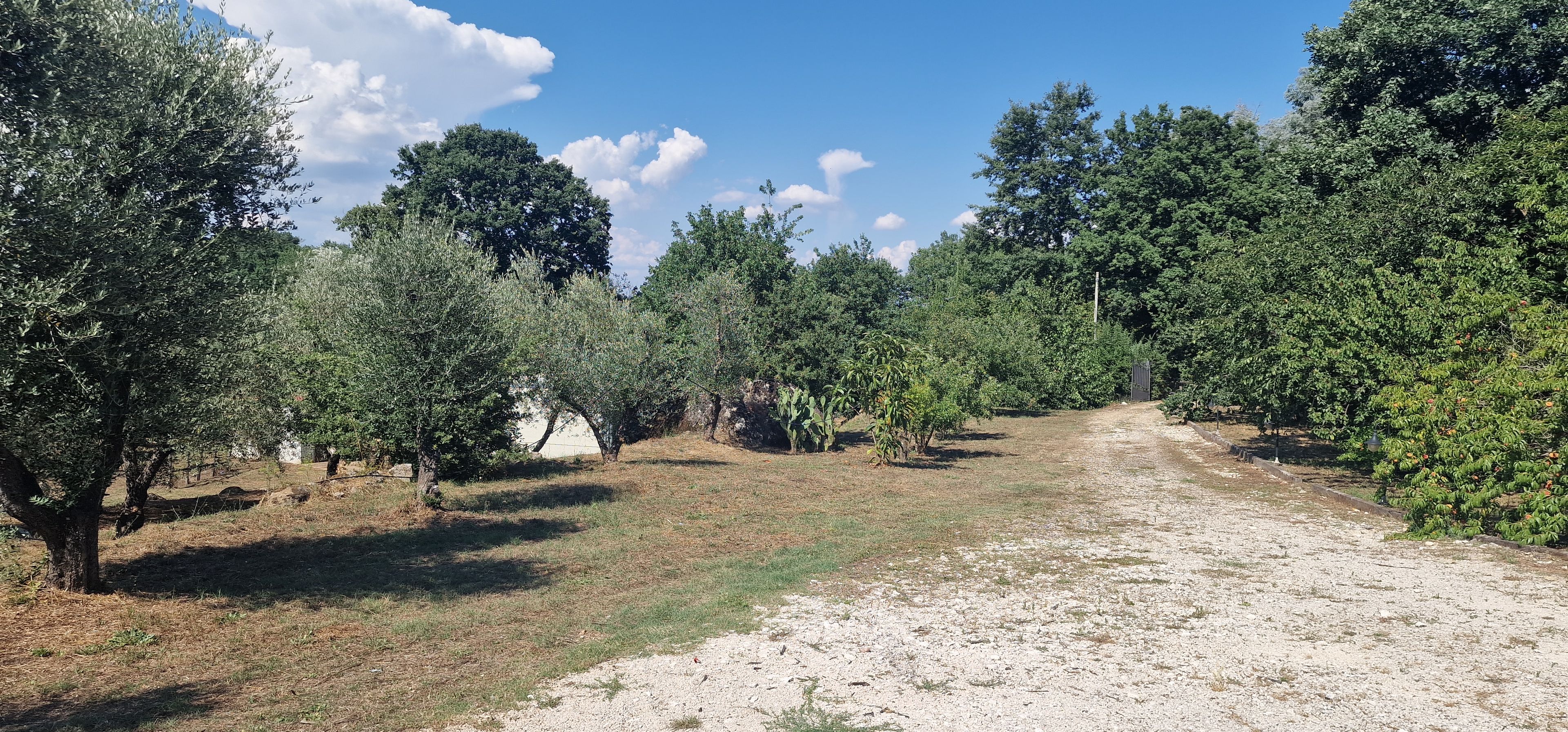 A gravel path leading through an orchard with trees and a gate.