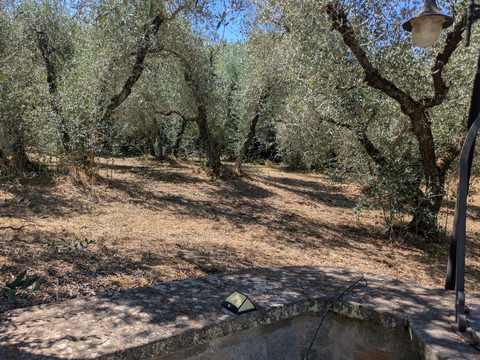 Un olivar con un banco de piedra y una farola.