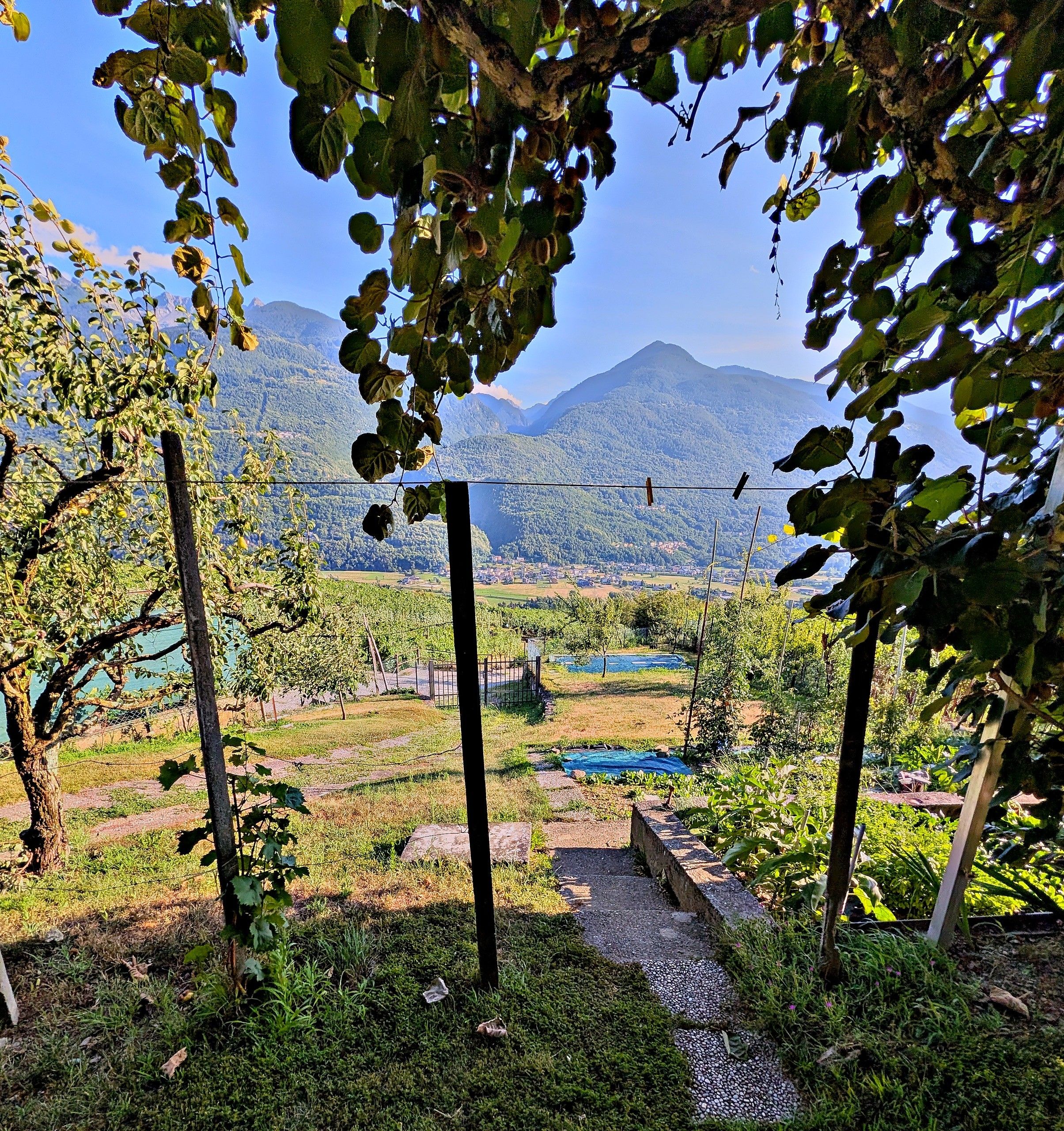 Ein Weinberg mit freiem Blick auf ferne Berge und ein kleiner Teich.
