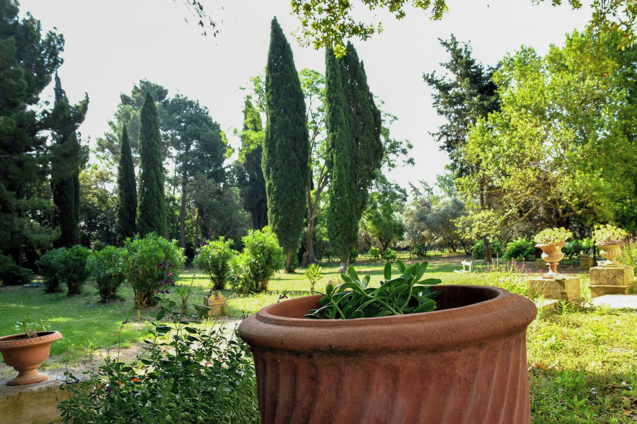 A garden with various plants and trees, including tall cypress trees and a large terracotta pot in the foreground.