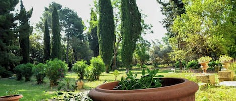 A garden with various plants and trees, including tall cypress trees and a large terracotta pot in the foreground.