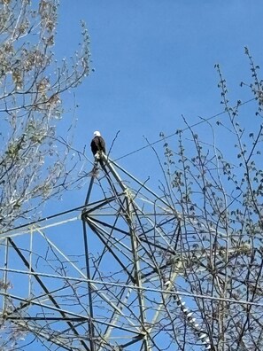 A bird perched on a metal structure with a clear blue sky in the background. - BBHideaway-Romney (Geneva)