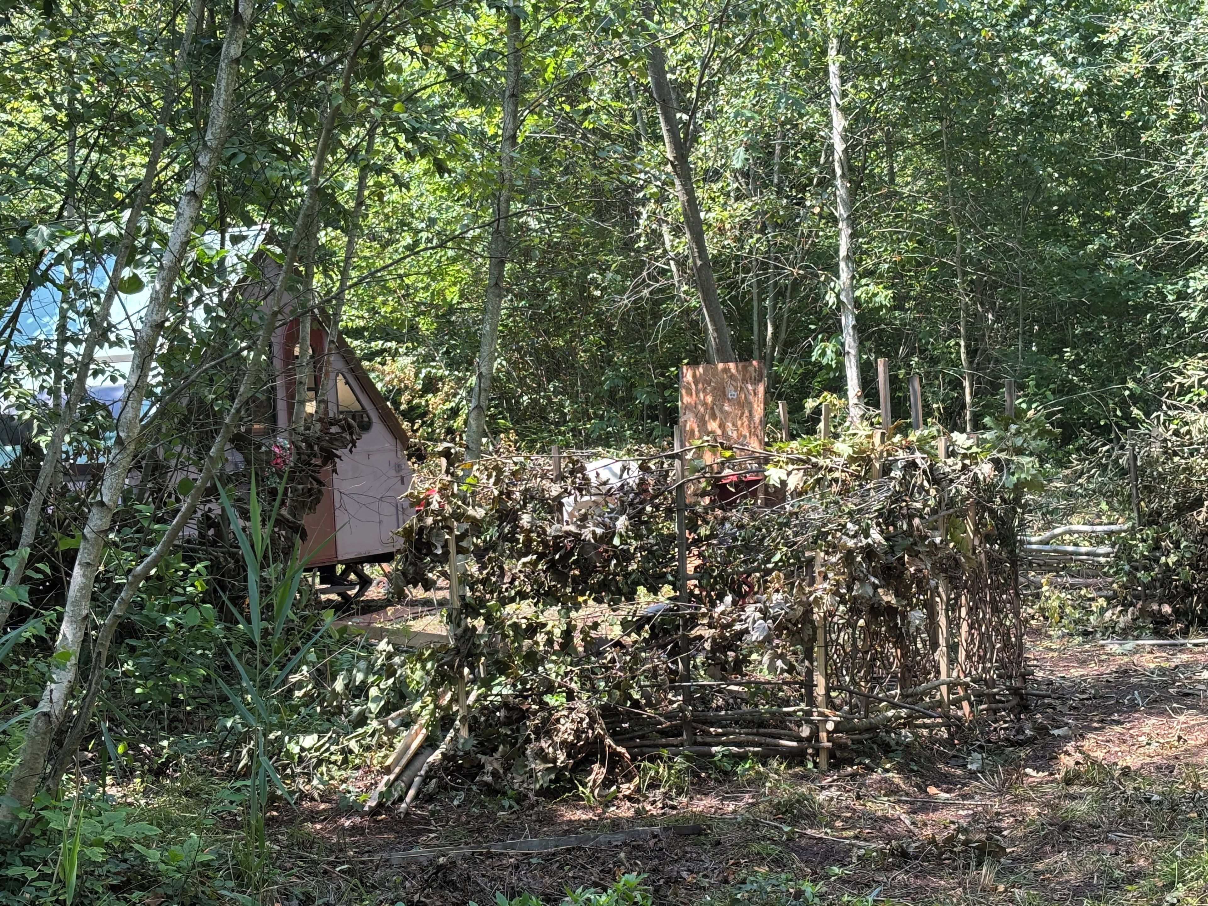 Une zone boisée avec une petite construction entourée d’un feuillage dense.