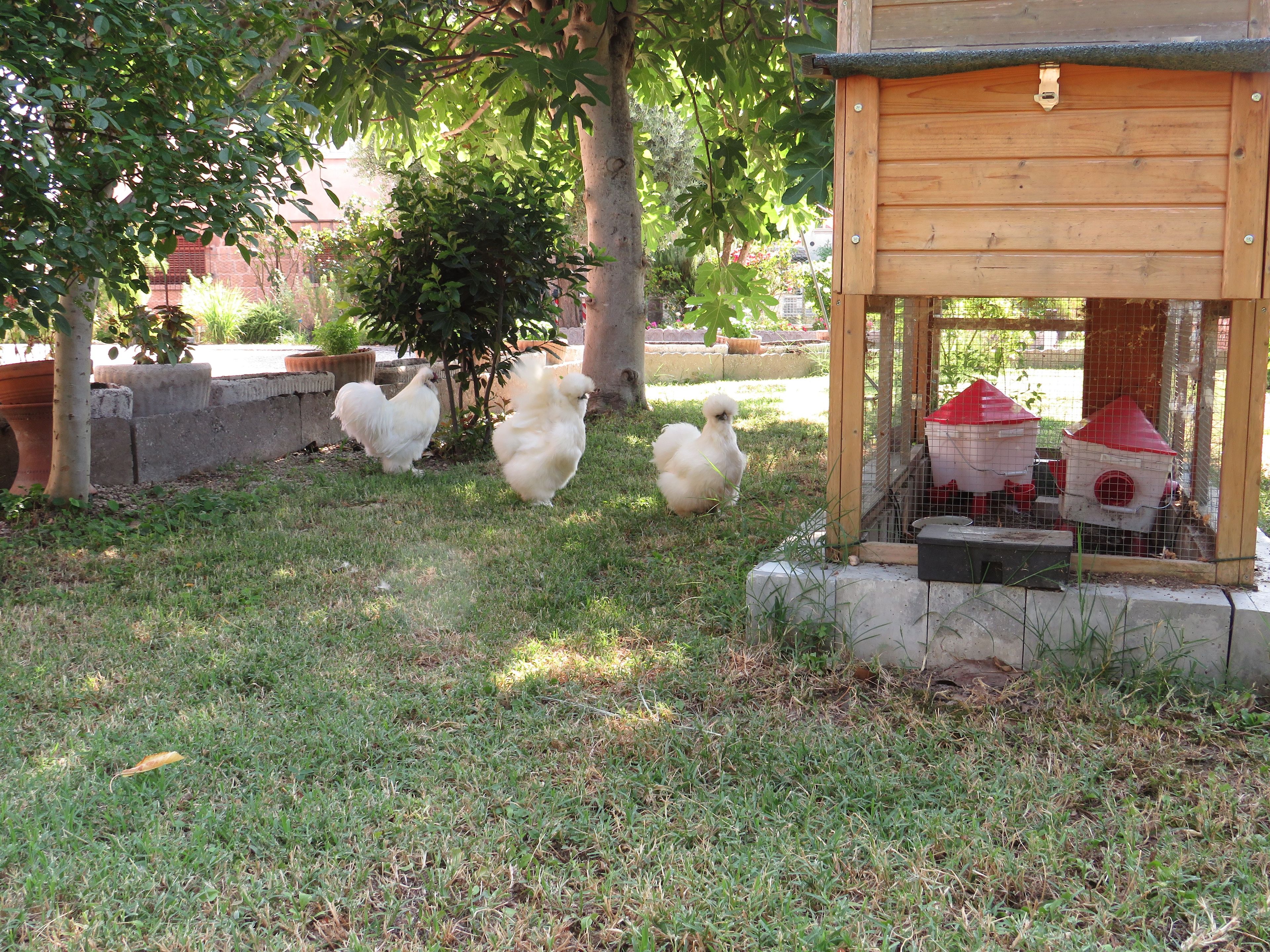 A wooden structure with a fenced area, possibly a chicken coop, surrounded by grass and trees.