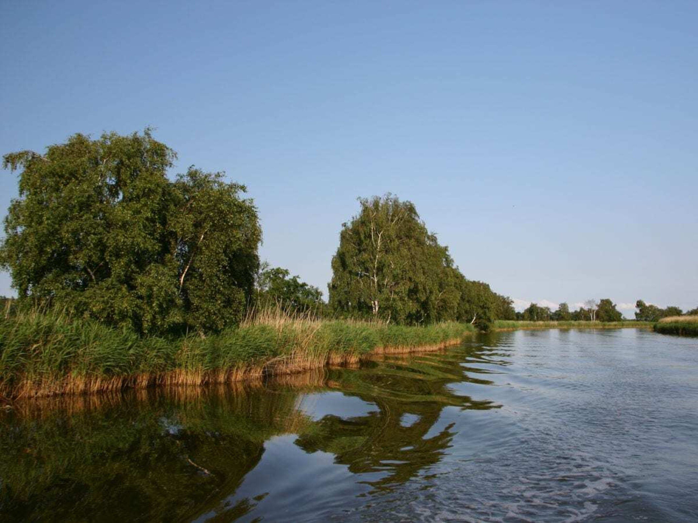 En stilla flod med tät vegetation längs stränderna.