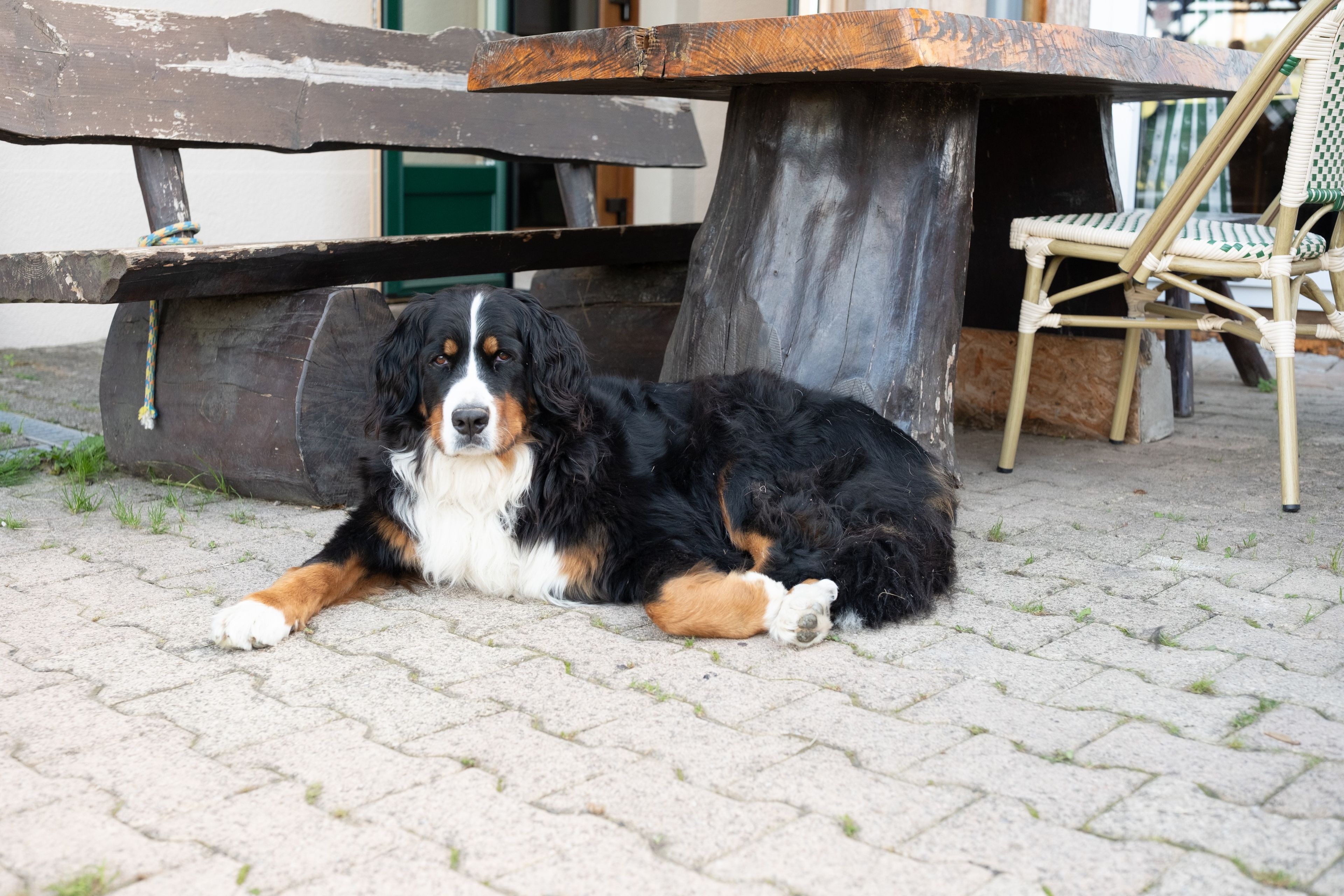 Ein Hund liegt auf einer gepflasterten Fläche, im Hintergrund eine Holzbank und ein Stuhl.