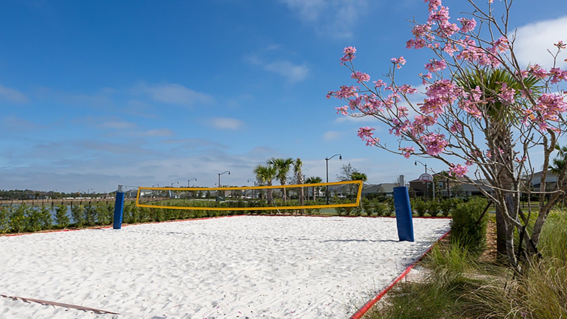 A volleyball net on a sandy court with a clear sky and a tree with pink flowers in the background.