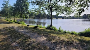 Een pad aan het meer, met eenden, bomen en een helder uitzicht op het water.