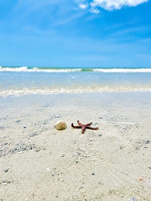 A sandy beach with a snail and a starfish. - Waterfront Oasis • Pool •  Private Dock • Firepit (Marco Island)