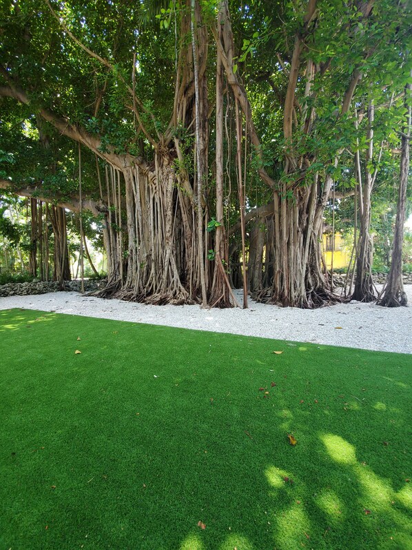A landscaped area with a grassy lawn and a cluster of trees with extensive root systems.