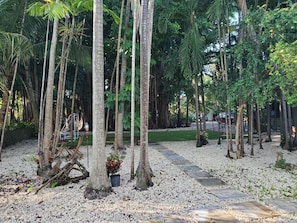 Un sentier traverse un jardin tropical, bordé de palmiers et recouvert de gravier.