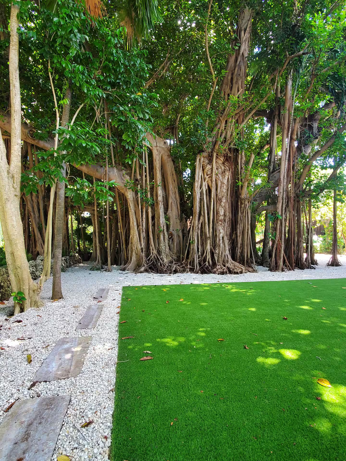 A garden with a lawn and trees with exposed roots.