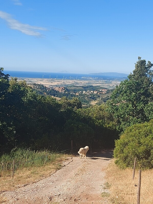Paisagem rural com uma trilha de terra que leva a um cão branco.