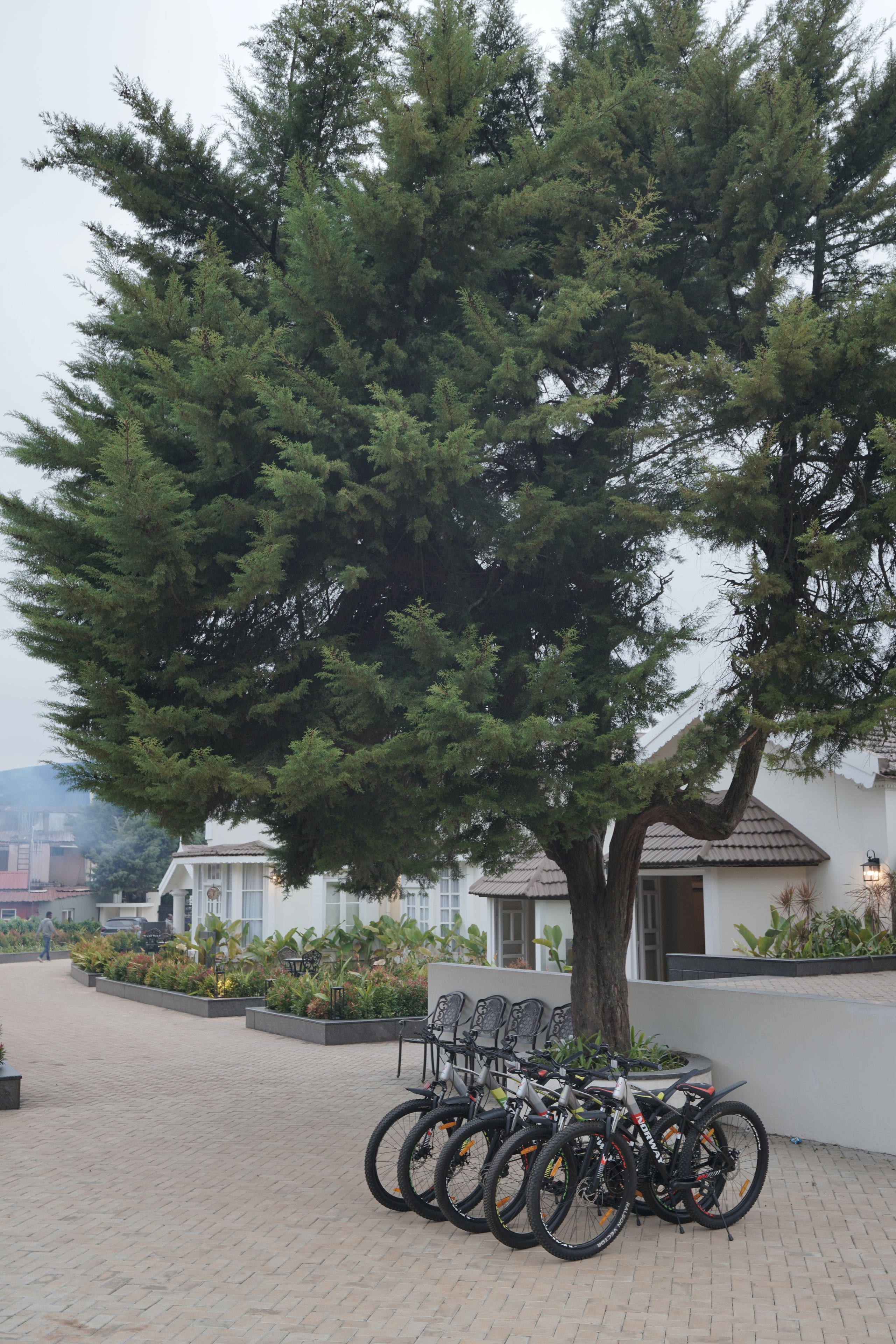 Une cour bordée d’arbres, où des vélos sont garés sous un grand arbre.
