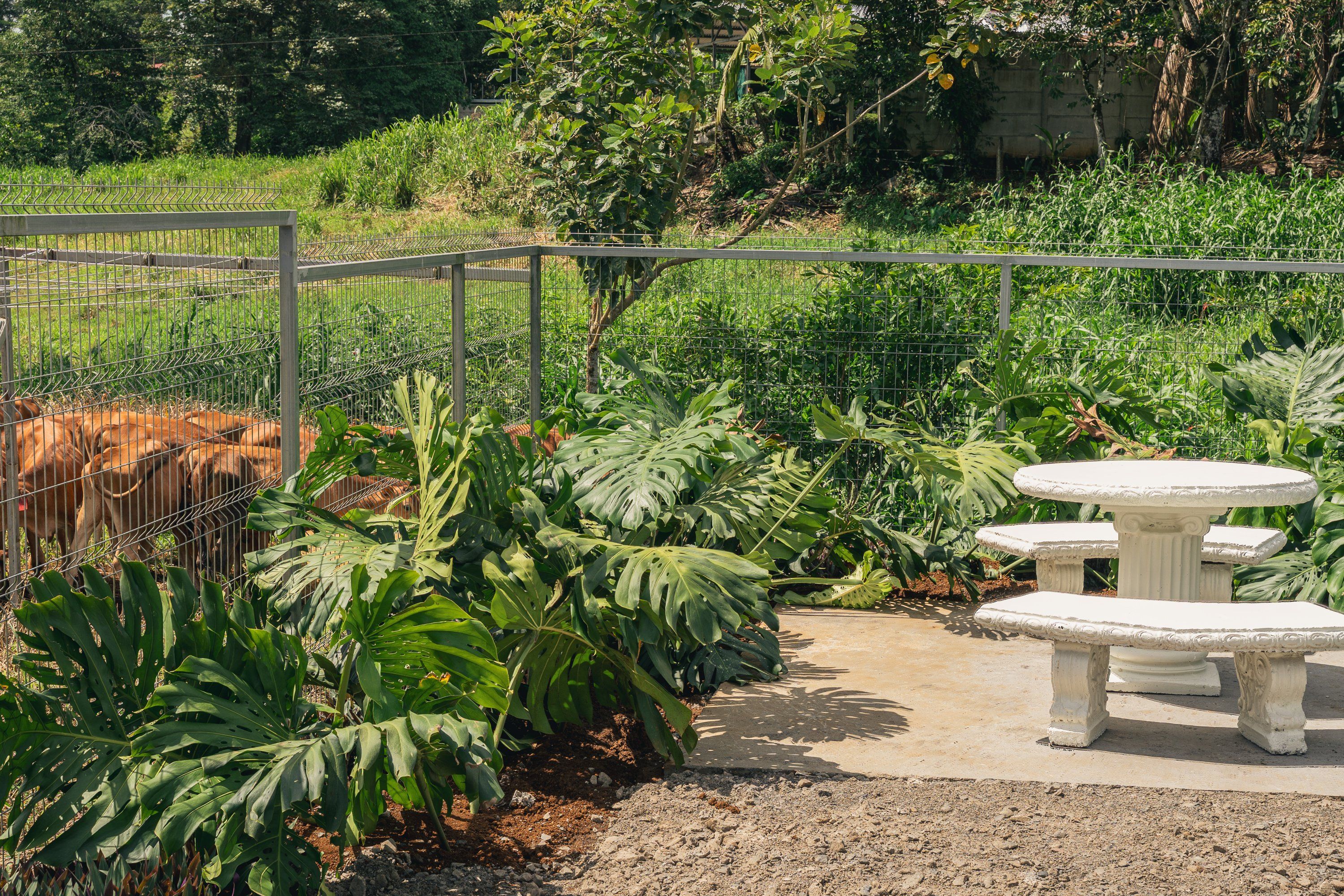 Un jardín con cerca de metal, un banco de piedra blanca y plantas tropicales.