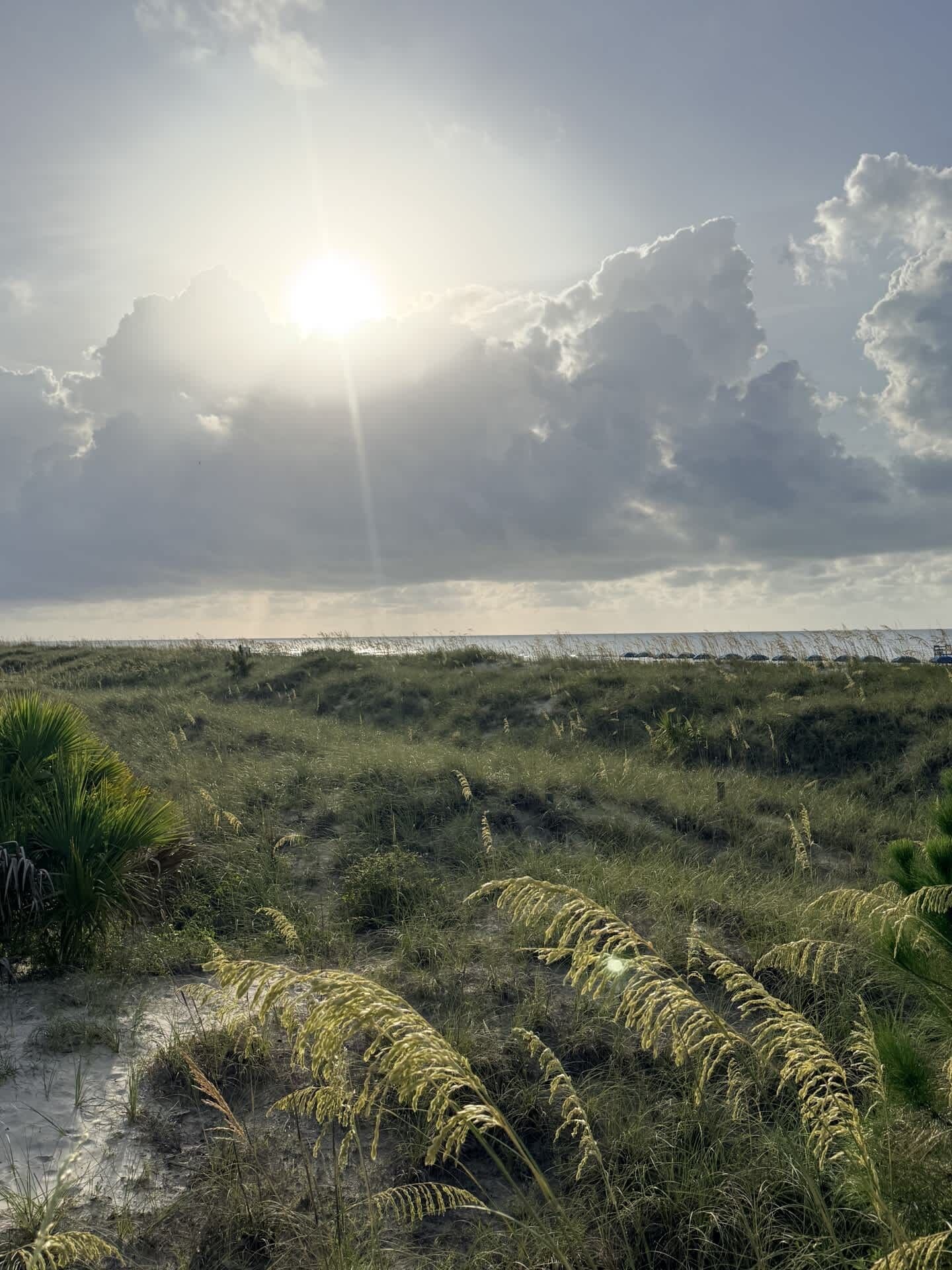 A coastal landscape with the sun shining through clouds, foreground vegetation, and a distant shoreline.