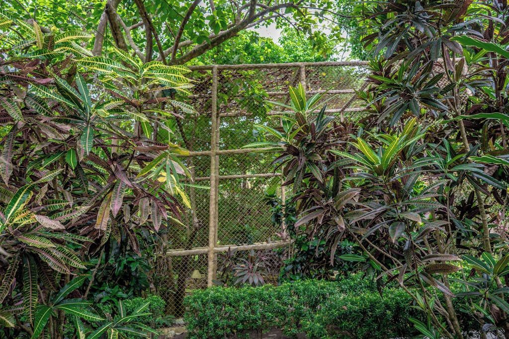 Un jardin tropical luxuriant, avec une grande variété de plantes et une clôture en bois.