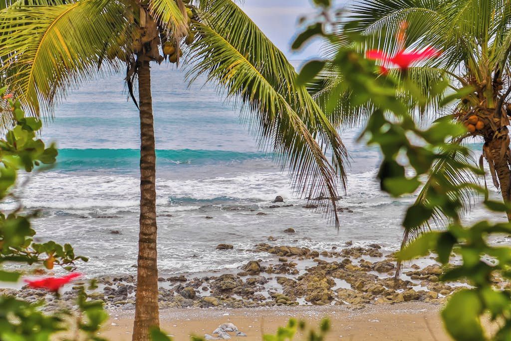 A beach with palm trees and a rocky shoreline.