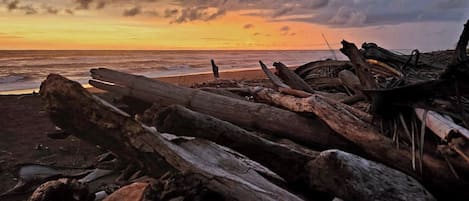 A beach with driftwood and rocks.