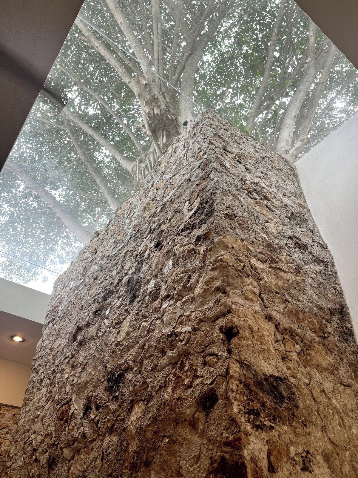 Eine große Felsformation, aus der ein Baum wächst, im Innenbereich gelegen.
