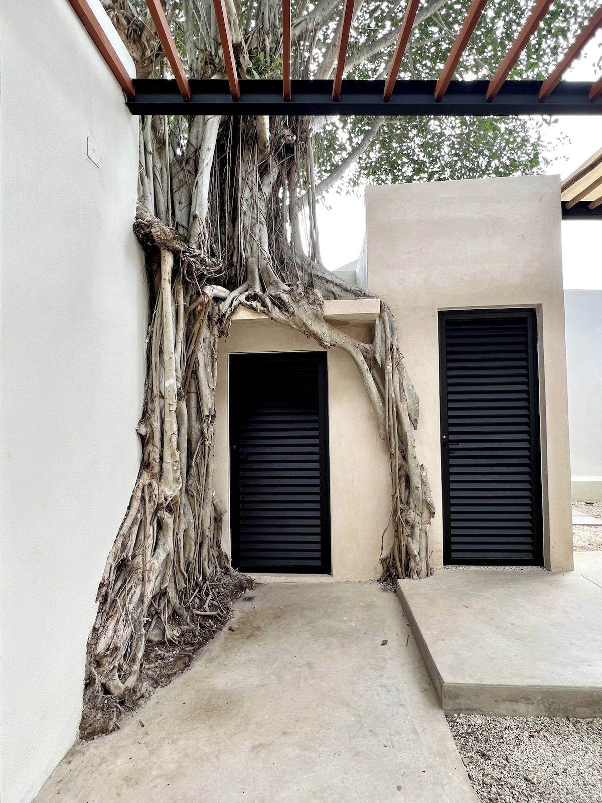 A building with a concrete facade, two black shuttered doors, and a large tree with extensive roots growing through the structure.