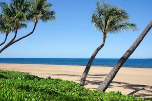 Platja amb palmeres i cel serè.