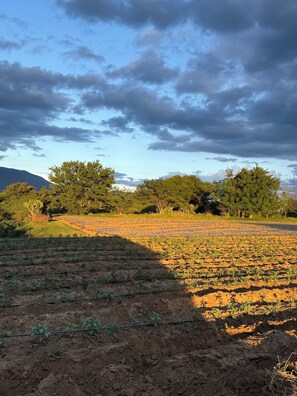 A field with young plants, a clear sky, and trees in the background.