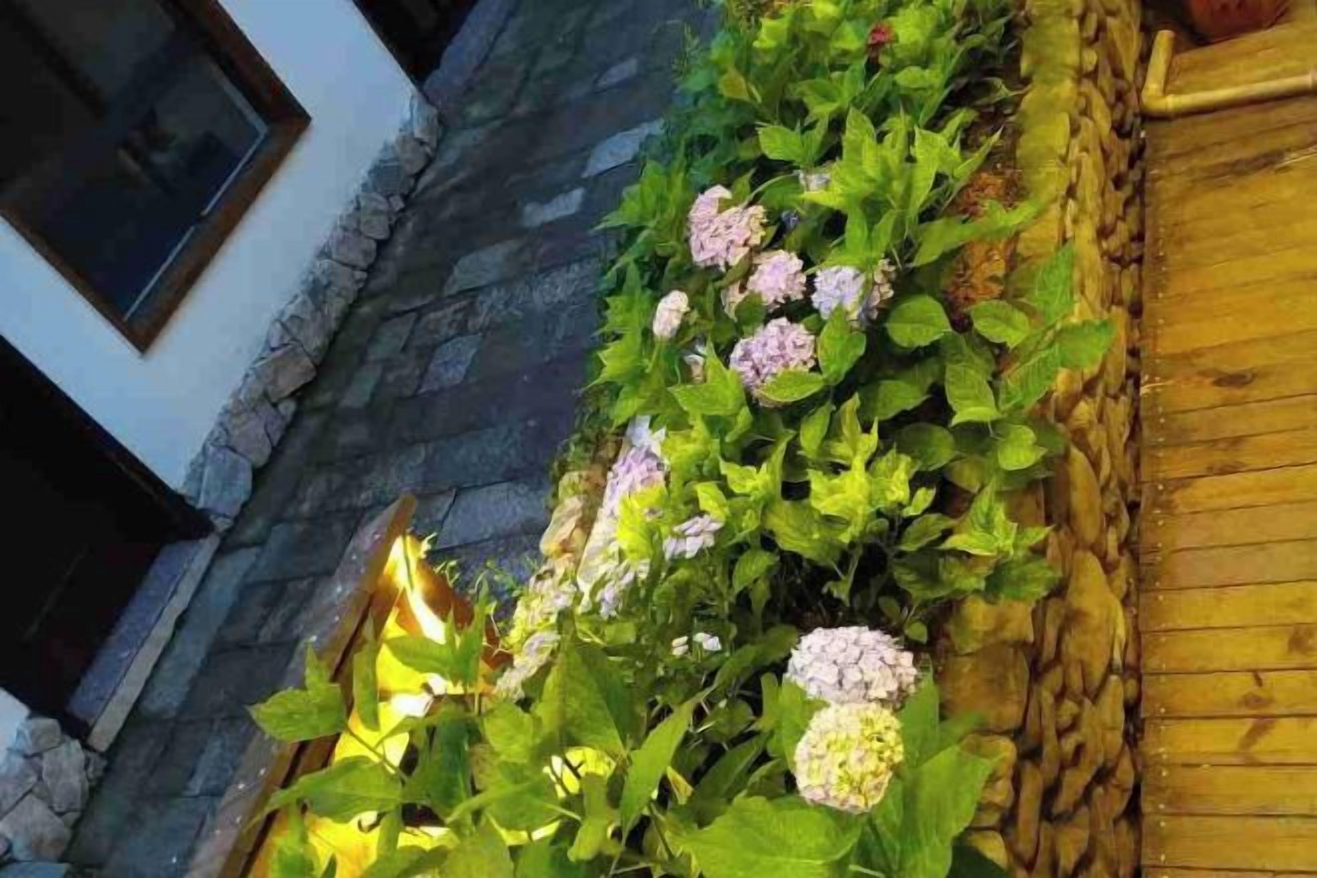 Un jardín con plantas de hortensia y un muro de piedra.