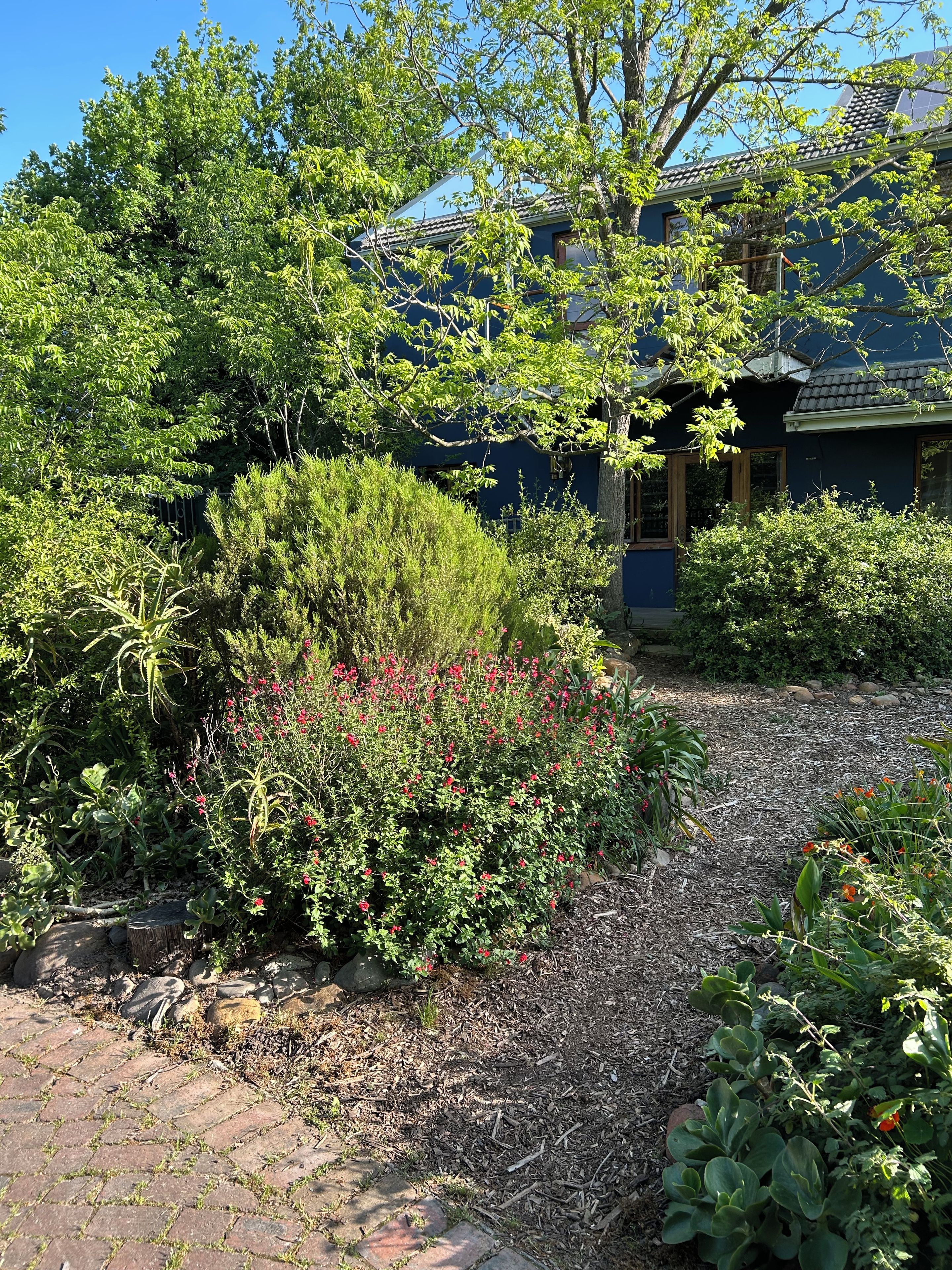 A garden with various plants and a building in the background.