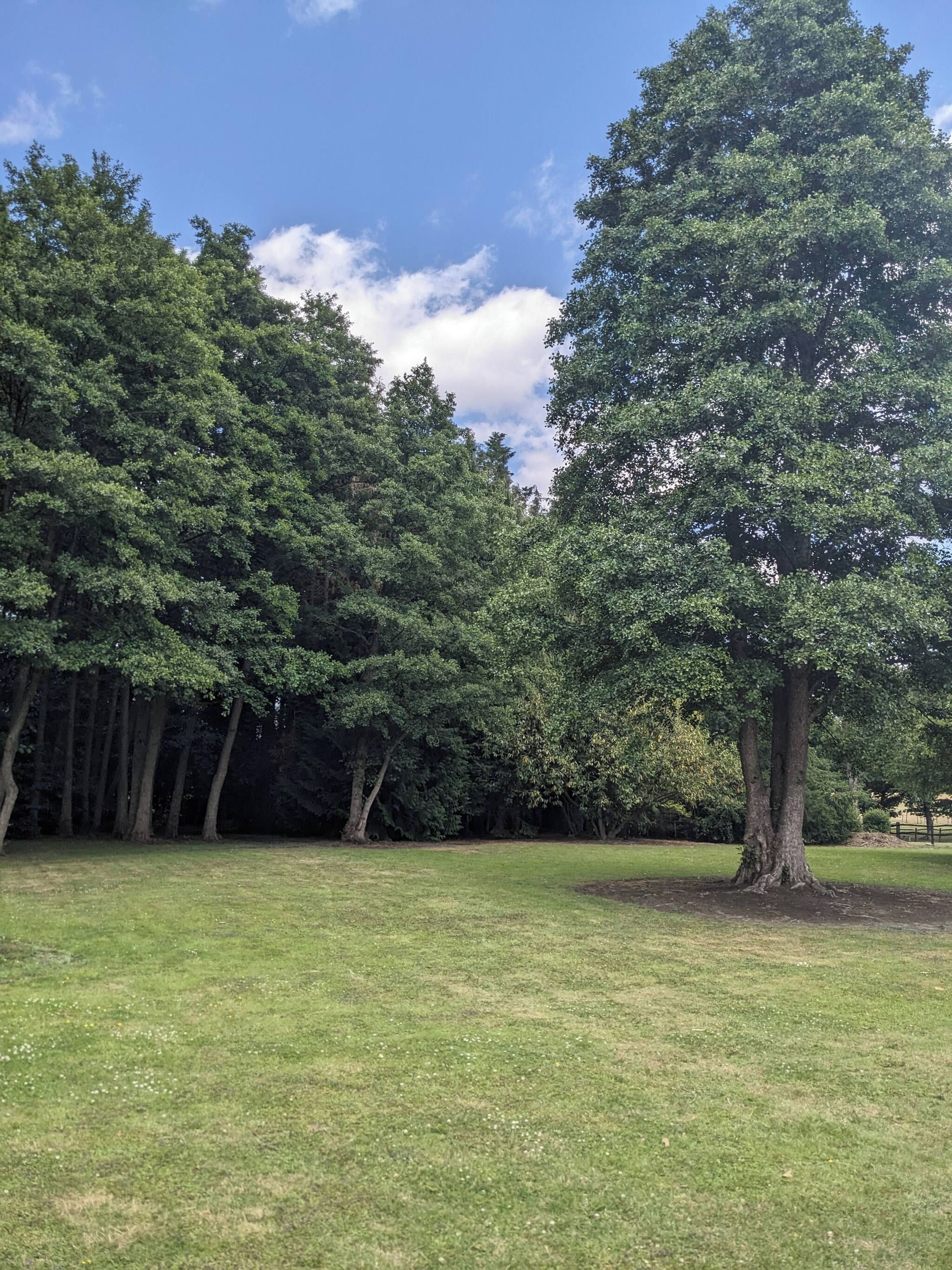 A grassy field with a large tree in the foreground and a dense forest in the background.