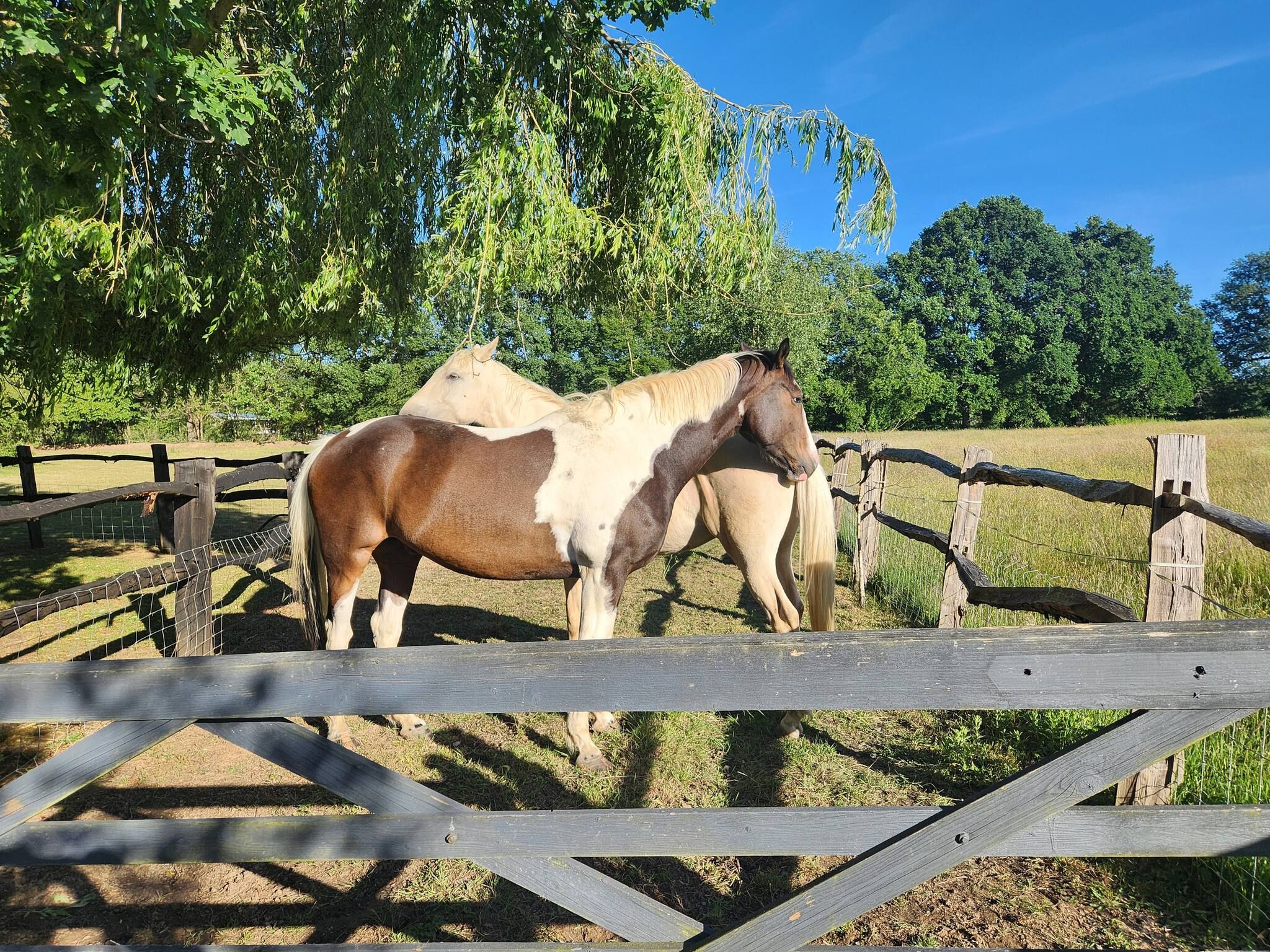 A stable with two horses, surrounded by a wooden fence and trees.