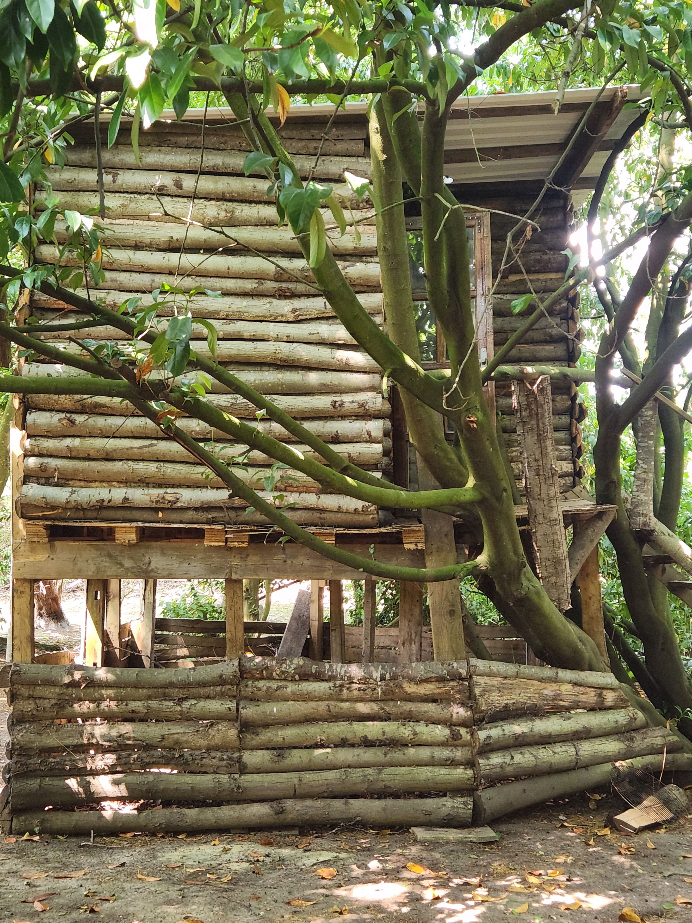 Una estructura de madera rústica con techo inclinado, rodeada de árboles.