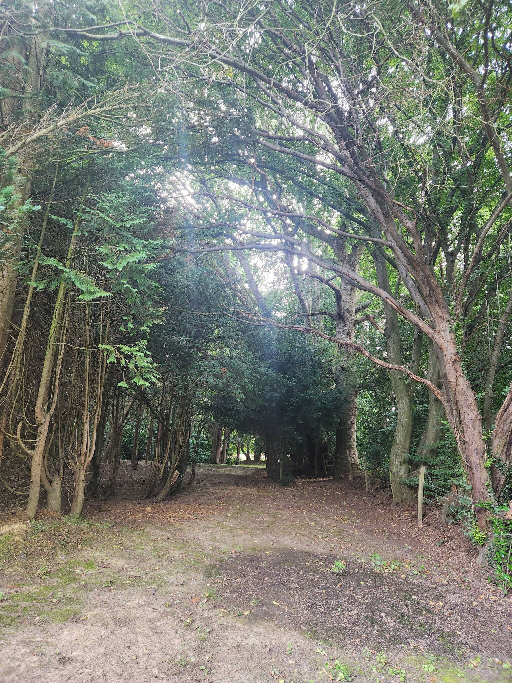 Un área boscosa con un sendero de tierra que serpentea entre los árboles.