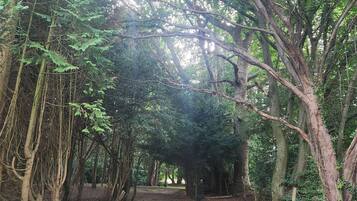 Un área boscosa con un sendero de tierra que serpentea entre los árboles.