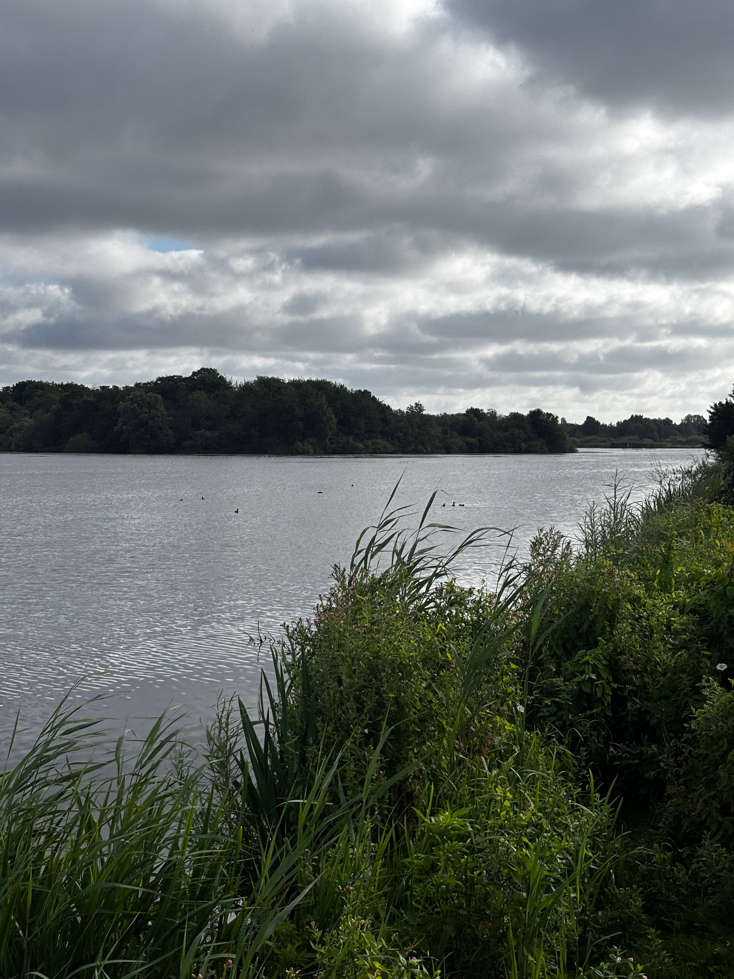 A lake with a forested shoreline and overcast sky.