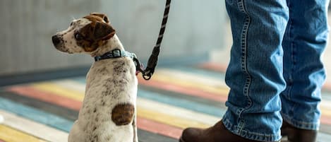 A dog on a leash sitting on a multicolored floor, next to a person wearing jeans and brown boots.