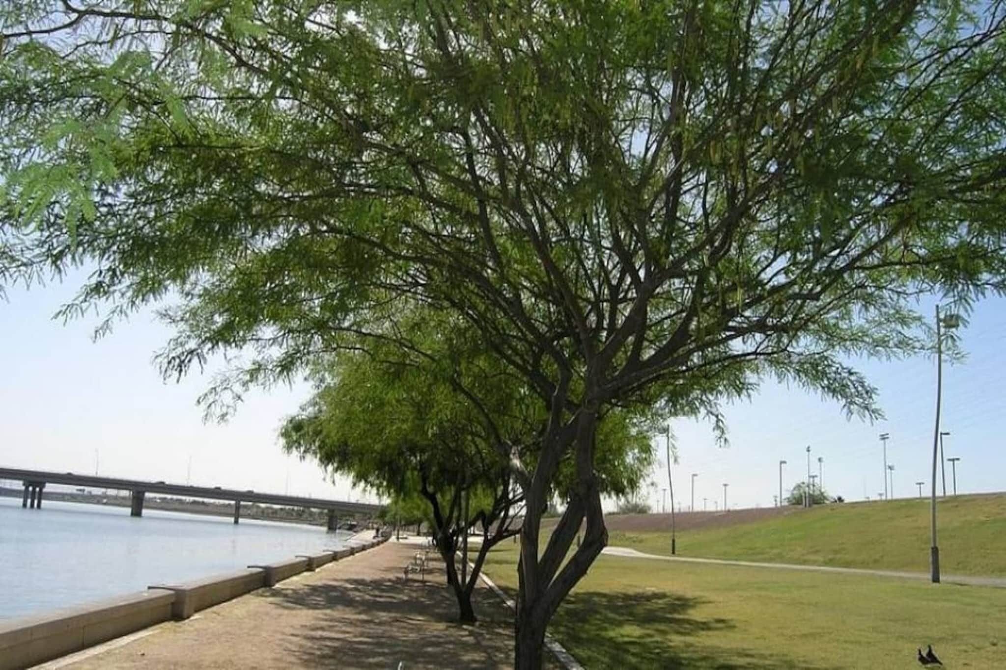 Une promenade au bord de la rivière, bordée d’arbres, avec un pont en arrière-plan.