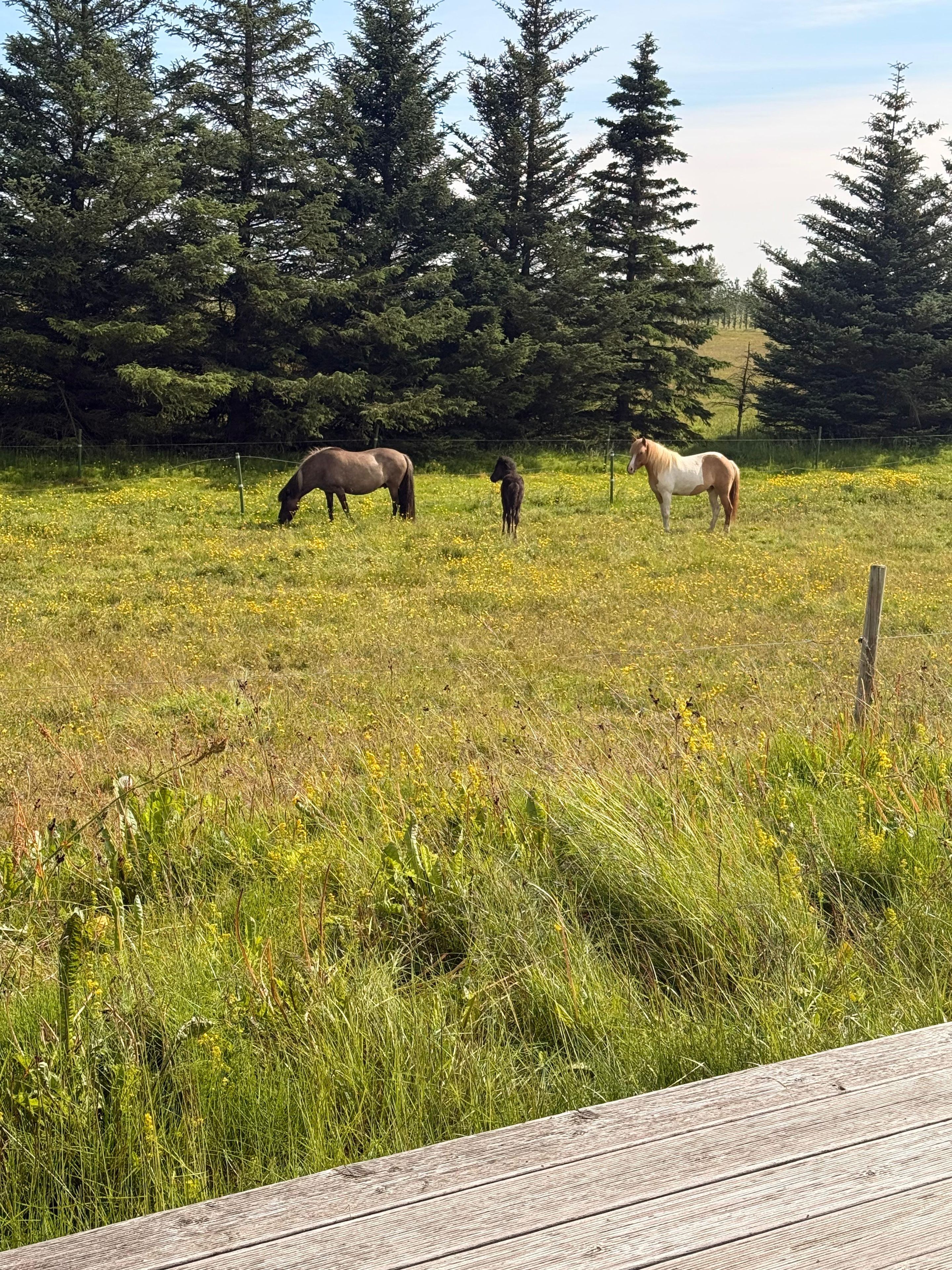 A wooden deck overlooking a grassy field with three horses grazing.