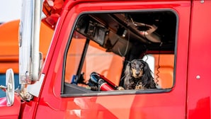 A red truck with a dog inside the cab. - 2 Full Beds | Premium (Phoenix)