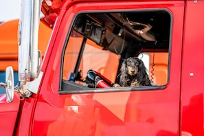 Ein roter Lastwagen mit einem Hund in der Fahrerkabine.