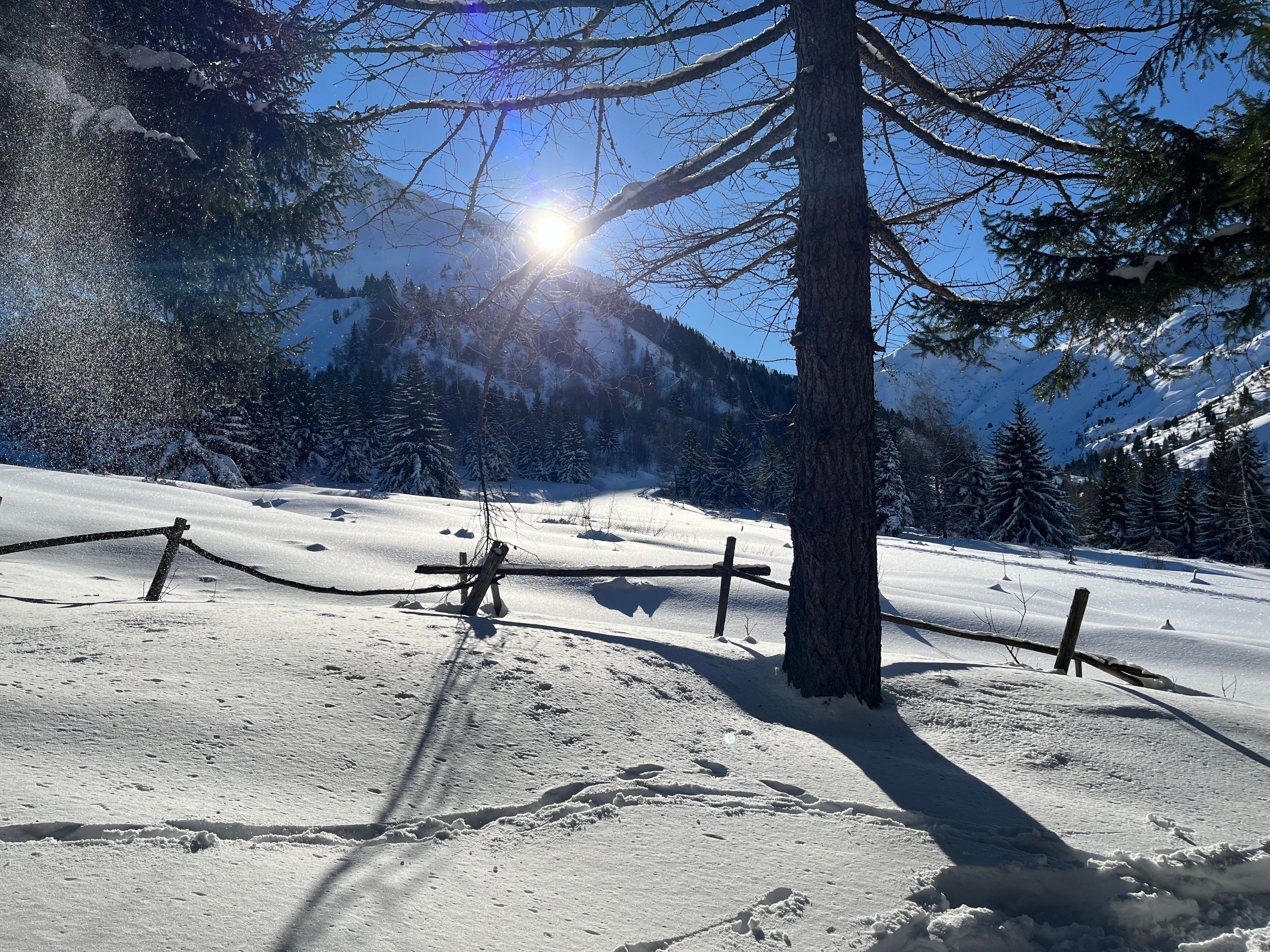 Schneeverdeckte Landschaft mit einem Baum und einem Zaun.