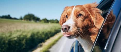 En hund som sticker ut huvudet genom ett bilfönster.