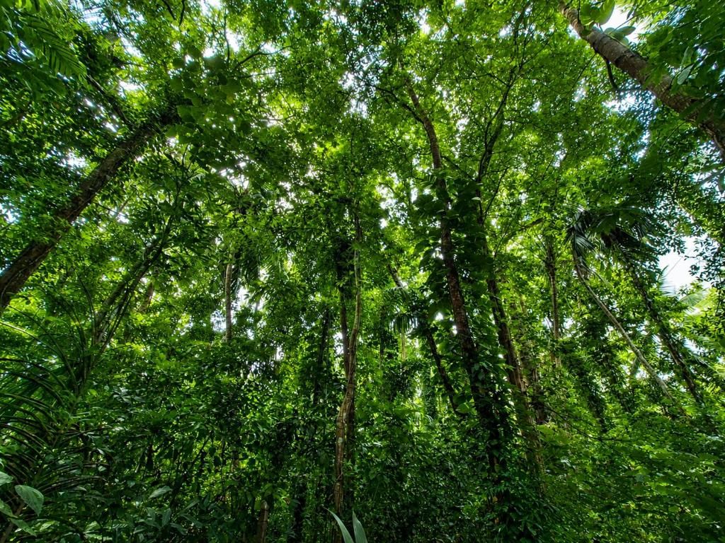 Une forêt dense, avec de grands arbres et un sous-bois touffu.