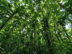 Ein dichter Wald mit hohen Bäumen und dichtem Unterholz.
