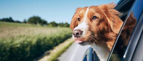 Un perro asoma la cabeza por la ventanilla del coche.