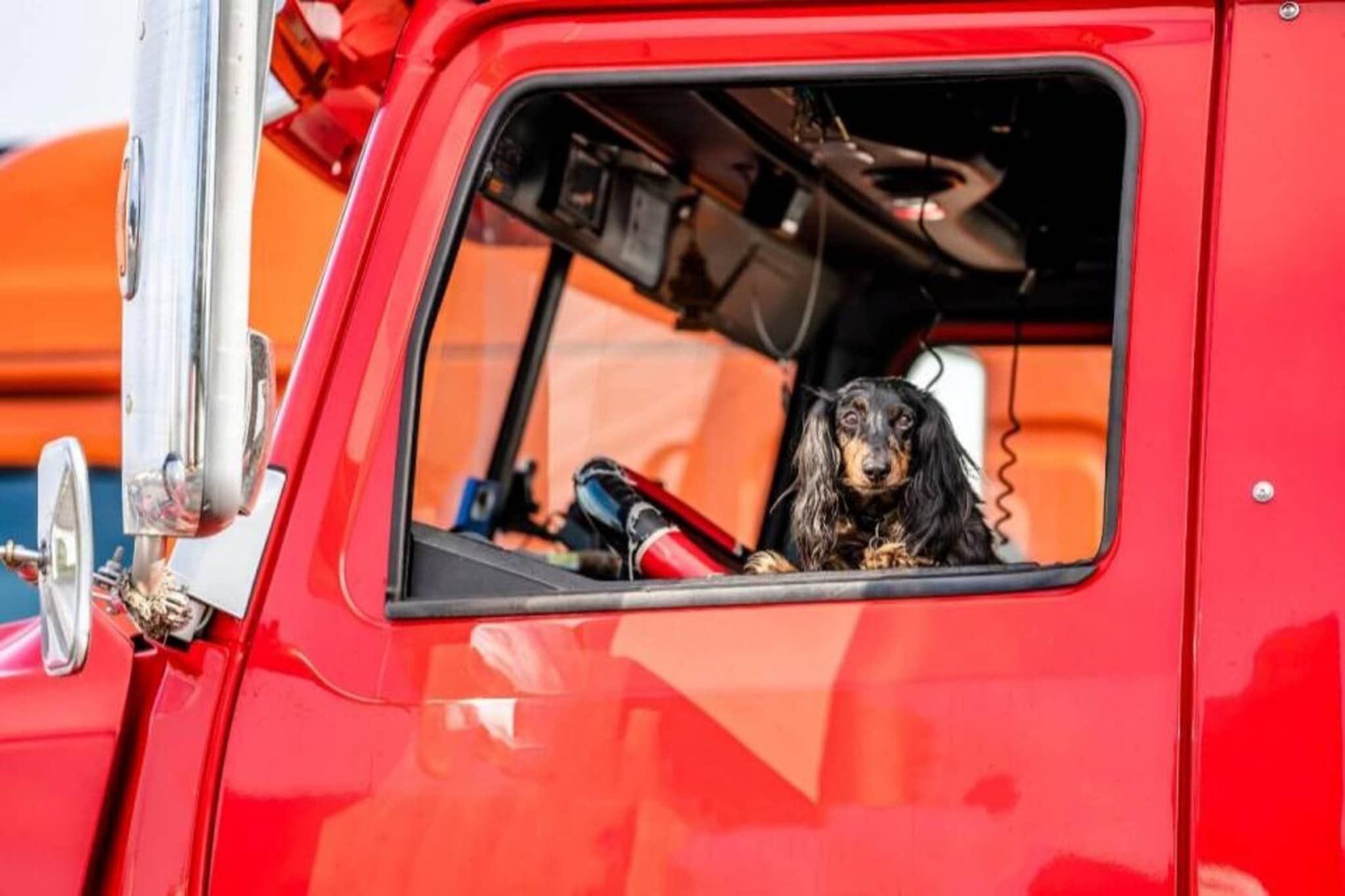 A red vehicle with a dog inside, visible through the window.